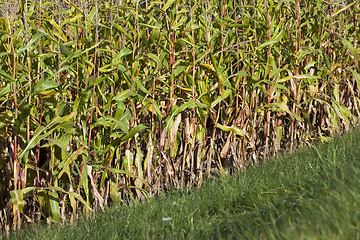 Image showing autumn dry corn