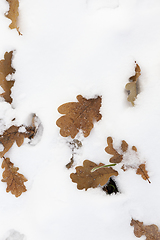 Image showing yellow leaves on snow