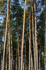 Image showing tall pine tree