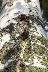 Image showing birch bark