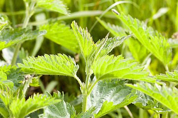 Image showing Green nettle, summer