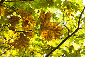 Image showing oak autumn