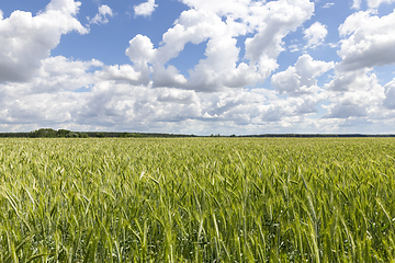 Image showing Green ears of rye