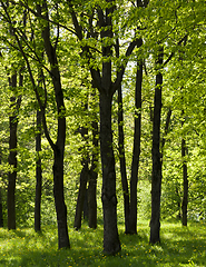 Image showing Trees in summer