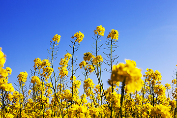 Image showing Yellow blossoming rape