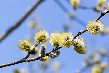 Image showing Blossoming tree