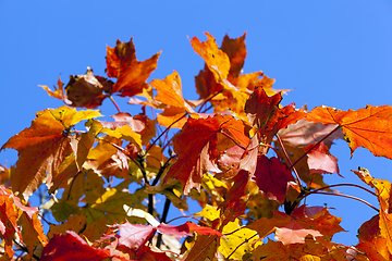 Image showing red beautiful maple