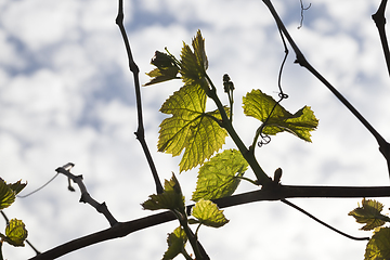 Image showing Leaves of grapes, spring