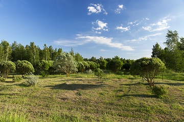 Image showing summer park