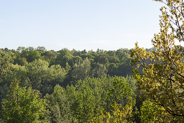 Image showing Forest in the spring season