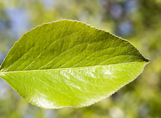 Image showing green leaf pear