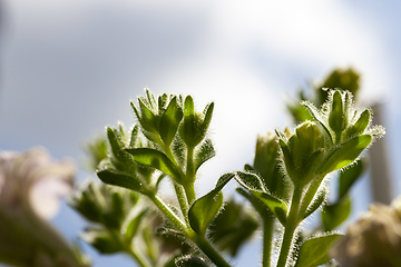 Image showing Inflorescence of petunias, close-up