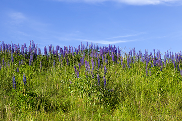 Image showing lupine purple