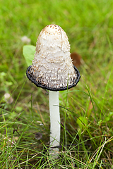 Image showing mushroom dung