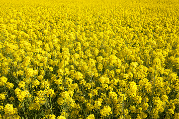 Image showing Yellow blossoming rape