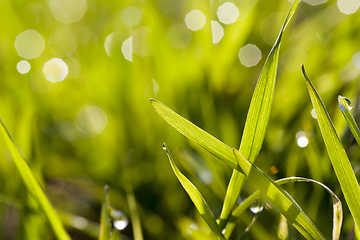 Image showing Beautiful sprouts