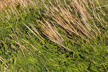 Image showing grass and wheat