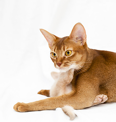 Image showing abyssinian cat and kitten