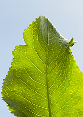 Image showing green horseradish