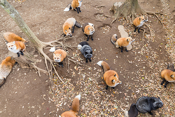 Image showing Fox waiting for food