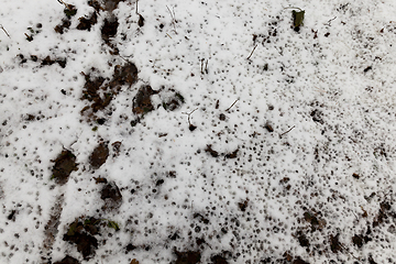 Image showing rotten leaves under the snow