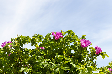 Image showing Red flowers rose