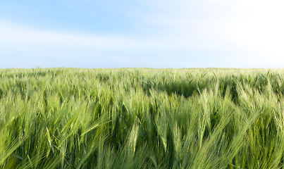 Image showing Field with barley