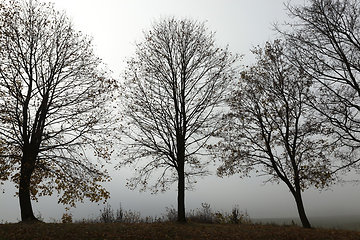 Image showing Trees in autumn