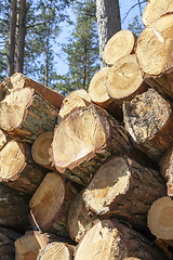 Image showing Trunks of pines, wood