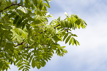 Image showing foliage rowan spring