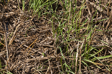 Image showing straw wheat