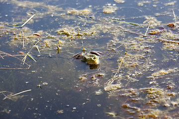 Image showing Swamp with frogs