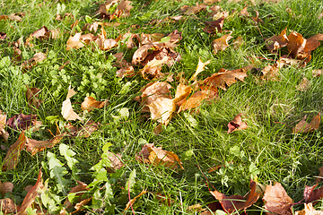 Image showing maple leaves autumn