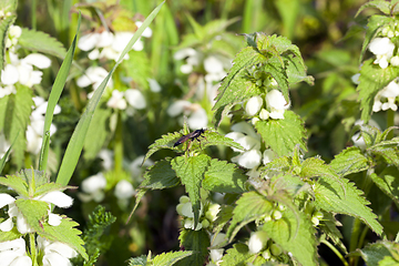 Image showing Flowering nettle, summer field