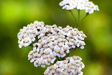 Image showing shrub flower