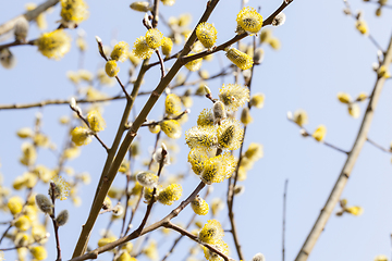 Image showing Blossoming tree