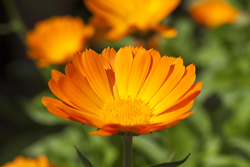 Image showing Orange calendula, close-up