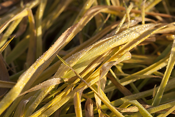 Image showing dying wheat