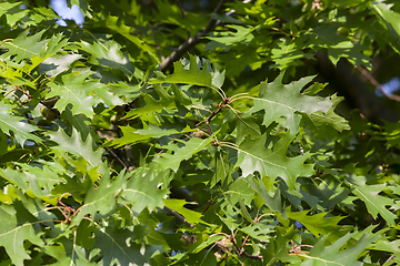 Image showing Young leaves oak