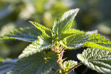 Image showing green nettle