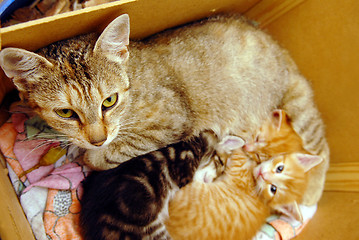 Image showing Cat with her kitties