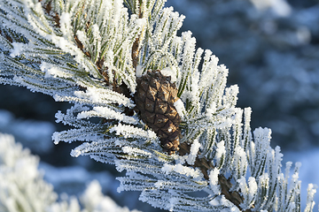 Image showing Tree with frost spruce bud