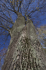 Image showing trunk maple