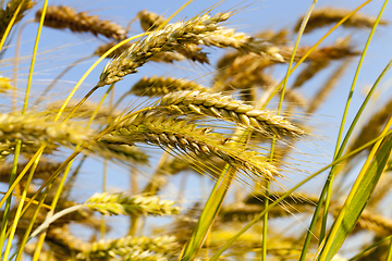 Image showing wheat field