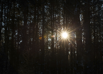 Image showing Winter forest