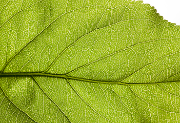 Image showing structure of a green leaf