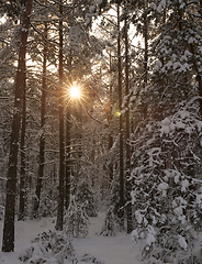 Image showing winter pine forest