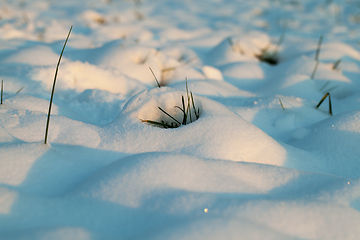 Image showing Dry plant in snow