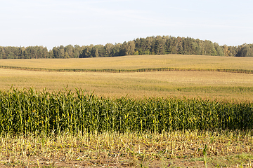 Image showing corn harvest