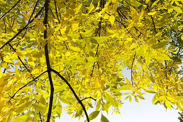 Image showing yellow maple foliage